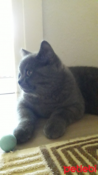 British Shorthair, Kedi  Paşa fotoğrafı
