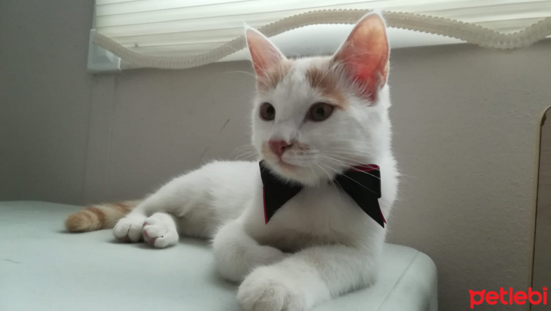 Tekir Kedi, Kedi  Salep fotoğrafı