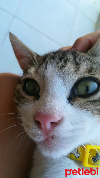 Tekir Kedi, Kedi  Luna fotoğrafı