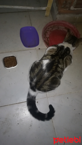 Tekir Kedi, Kedi  Luna fotoğrafı