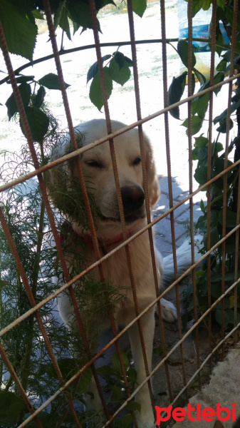 Golden Retriever, Köpek  Badem fotoğrafı