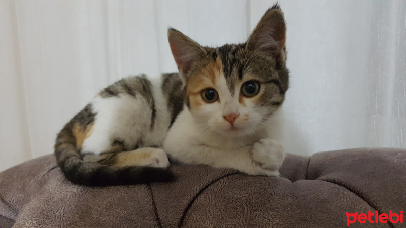 Tekir Kedi, Kedi  Bal fotoğrafı