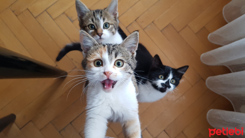 Tekir Kedi, Kedi  Bal fotoğrafı