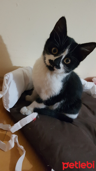 Tekir Kedi, Kedi  Karam fotoğrafı