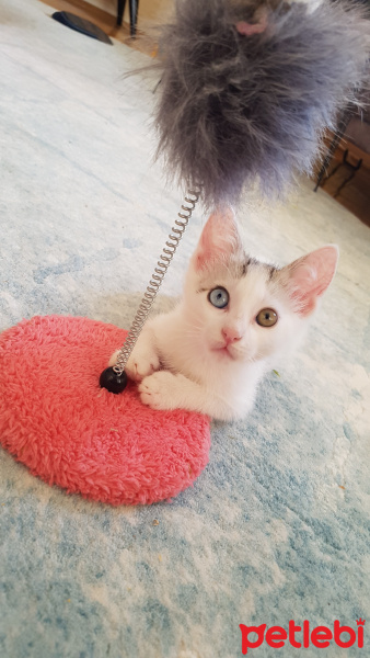 Tekir Kedi, Kedi  Maviş fotoğrafı