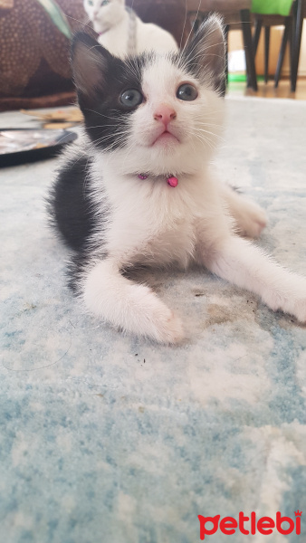 Tekir Kedi, Kedi  Milka fotoğrafı