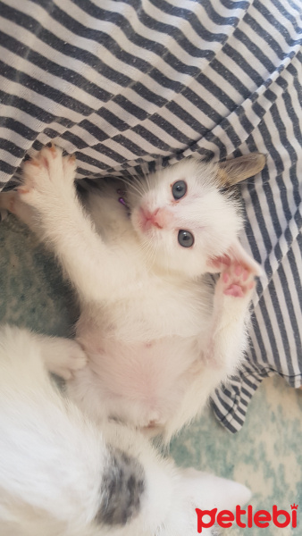 Tekir Kedi, Kedi  Mia fotoğrafı