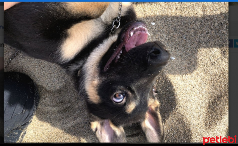 Alman Çoban Köpeği, Köpek  Paşa fotoğrafı