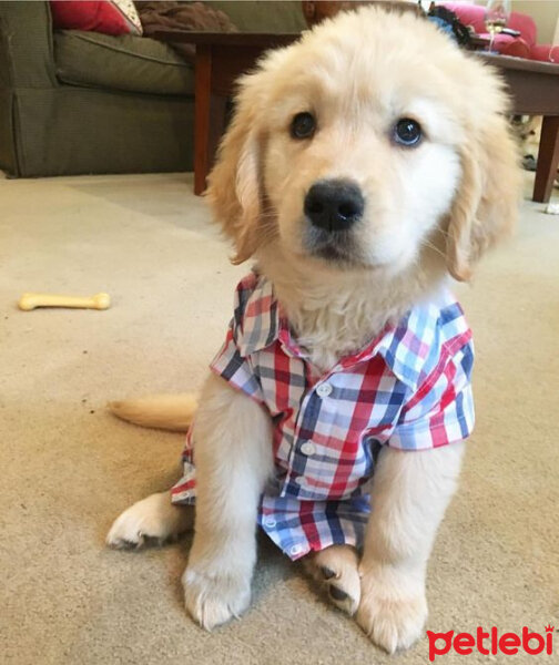 Golden Retriever, Köpek  Ares fotoğrafı