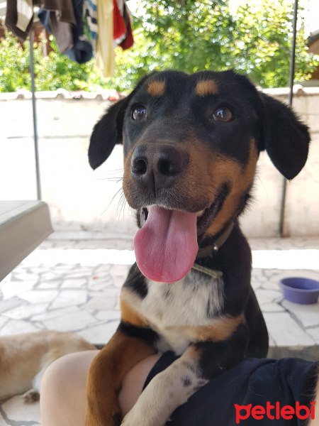 Sokö (Sokak Köpeği), Köpek  Şans fotoğrafı