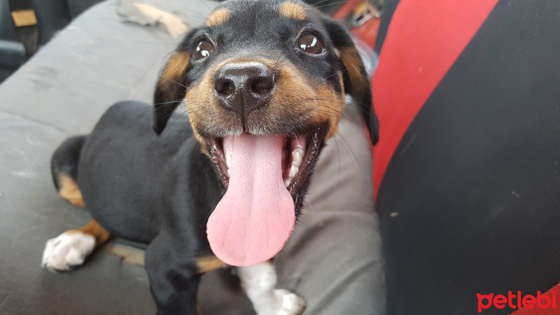 Sokö (Sokak Köpeği), Köpek  Şans fotoğrafı