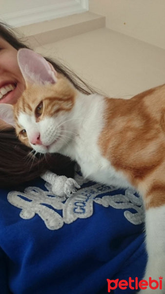 Sarman, Kedi  Karamel fotoğrafı