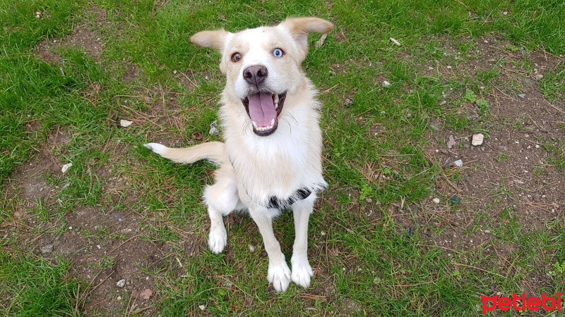 Sokö (Sokak Köpeği), Köpek  Şirin fotoğrafı