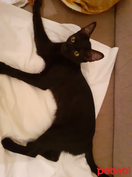 Bombay, Kedi  Bonita fotoğrafı