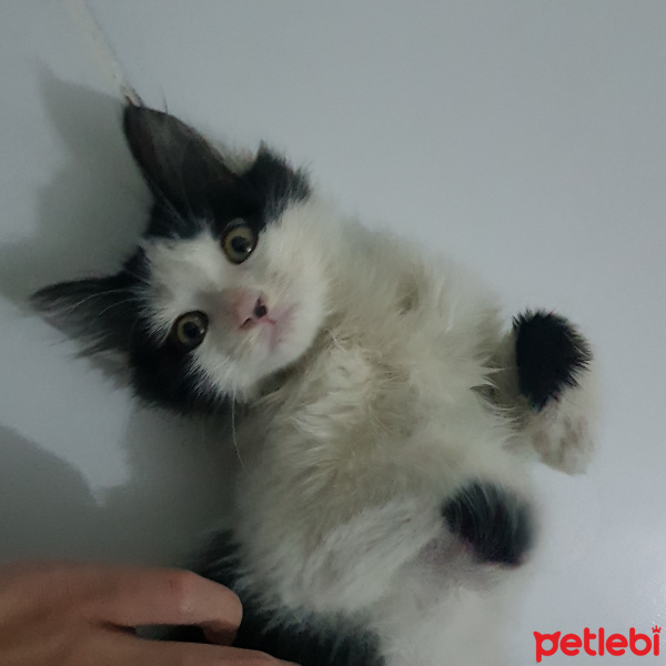 Tuxedo (Smokin) Kedi, Kedi  Polar fotoğrafı