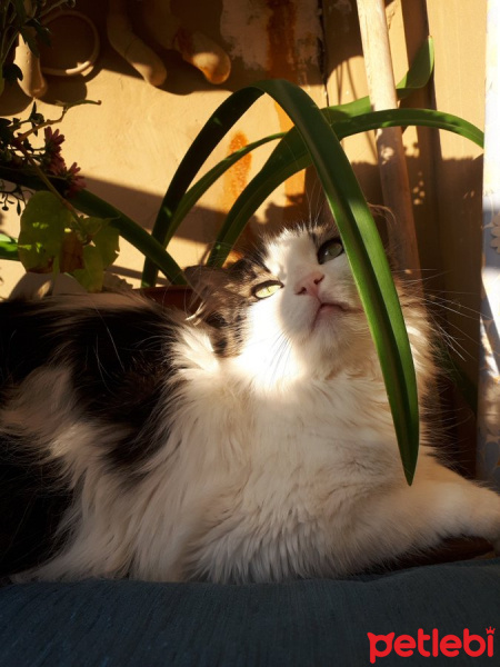 Norwegian Forest, Kedi  Aycan fotoğrafı
