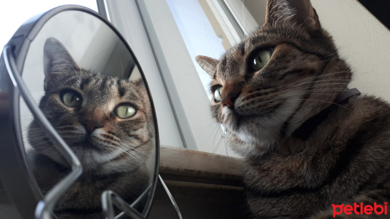 Tekir Kedi, Kedi  Duman fotoğrafı