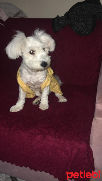 Maltese, Köpek  Maryo fotoğrafı
