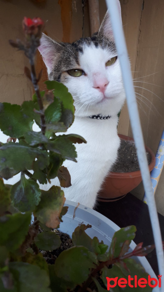 Tekir Kedi, Kedi  Nazlı fotoğrafı