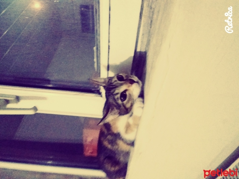 Tekir Kedi, Kedi  Bal fotoğrafı