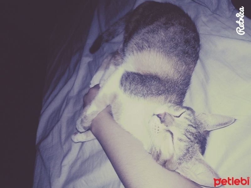 Tekir Kedi, Kedi  Bal fotoğrafı