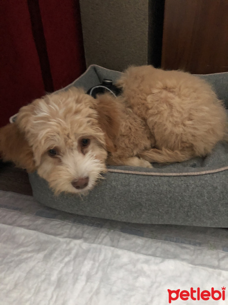 Poodle(Standart Kaniş), Köpek  Barney fotoğrafı