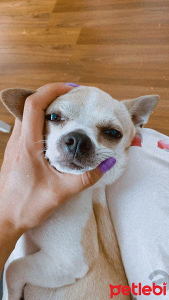 Chihuahua, Köpek  Oscar fotoğrafı