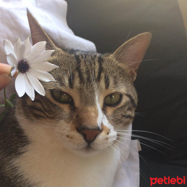 Tekir Kedi, Kedi  Leo fotoğrafı