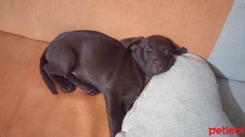 Labrador Retriever, Köpek  arwen fotoğrafı