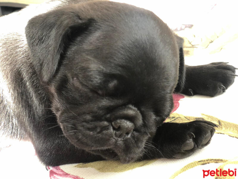 Pug, Köpek  Zeytin fotoğrafı