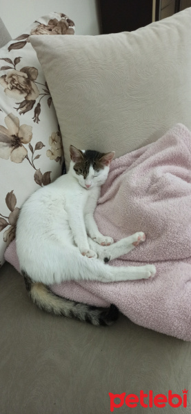 Tekir Kedi, Kedi  pamuk fotoğrafı