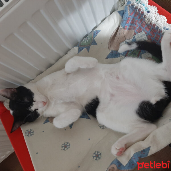 Tuxedo (Smokin) Kedi, Kedi  Ludio fotoğrafı