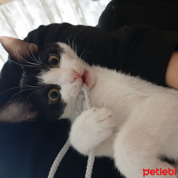 Tuxedo (Smokin) Kedi, Kedi  Ludio fotoğrafı