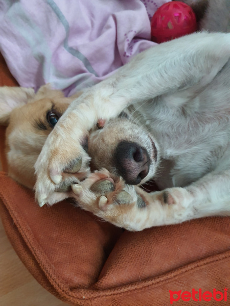 Sokö (Sokak Köpeği), Köpek  Franco fotoğrafı