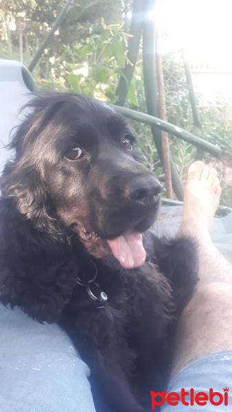 İngiliz Cocker Spaniel, Köpek  kömür fotoğrafı