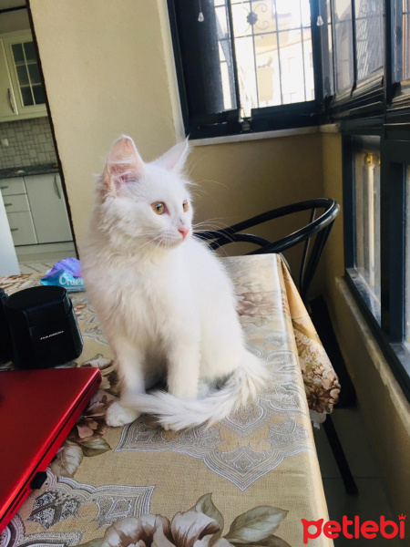 Ankara Kedisi, Kedi  İRMA fotoğrafı