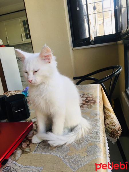 Ankara Kedisi, Kedi  İRMA fotoğrafı
