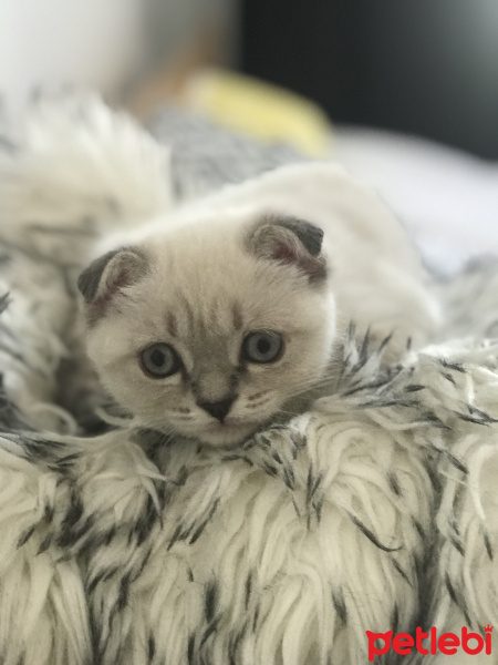 Scottish Fold, Kedi  Hera fotoğrafı