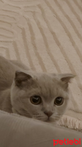 Scottish Fold, Kedi  Maya fotoğrafı
