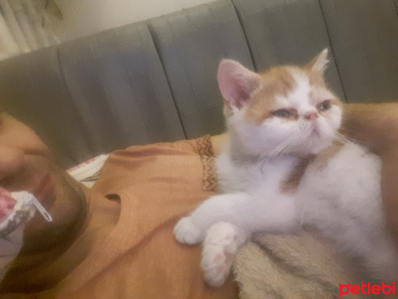 Exotic Shorthair, Kedi  Şerafettin fotoğrafı