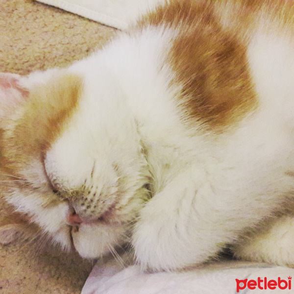 Exotic Shorthair, Kedi  Şerafettin fotoğrafı