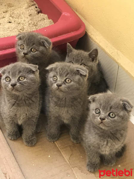 British Shorthair, Kedi  Bulut fotoğrafı