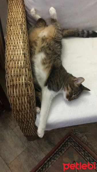 Tekir Kedi, Kedi  Bıdık fotoğrafı