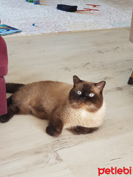British Shorthair, Kedi  Bulut fotoğrafı