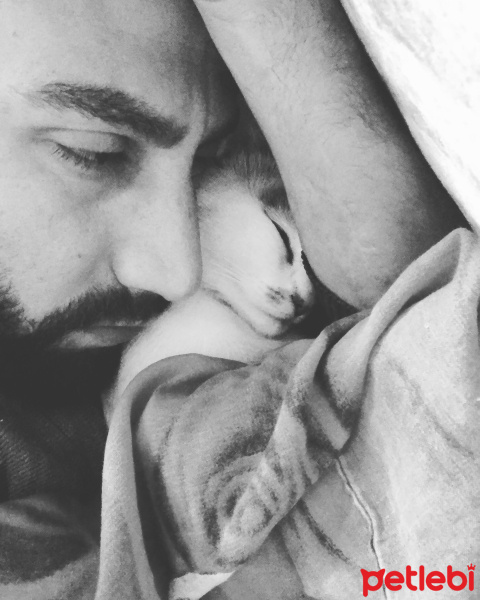 Tekir Kedi, Kedi  Prenses fotoğrafı