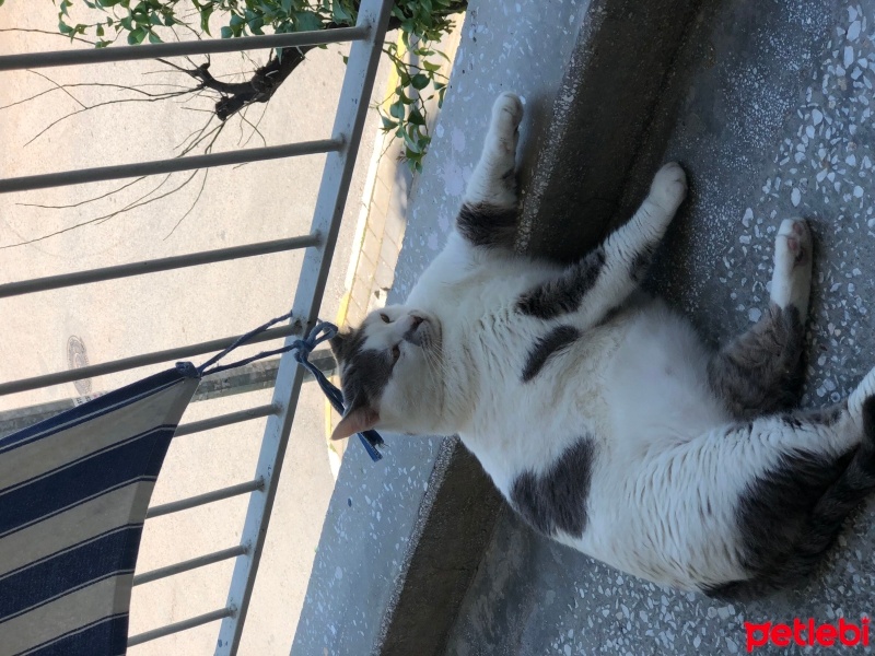 Tekir Kedi, Kedi  Prenses fotoğrafı