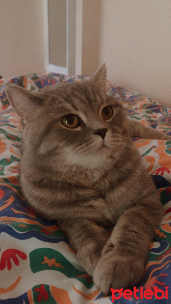 British Shorthair, Kedi  Bihter fotoğrafı