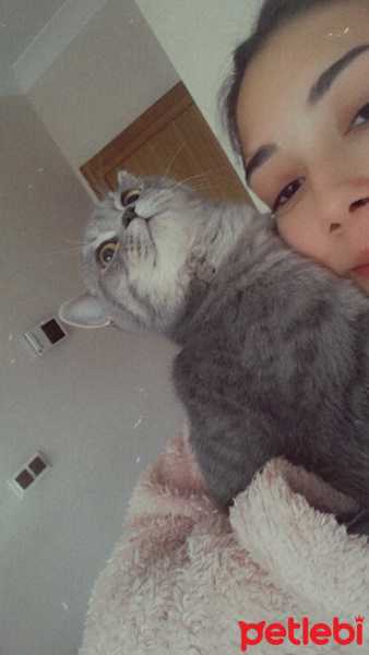 British Shorthair, Kedi  Bihter fotoğrafı