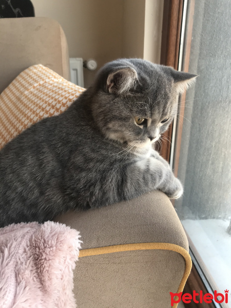British Shorthair, Kedi  Bihter fotoğrafı