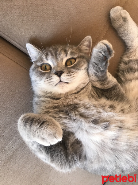 British Shorthair, Kedi  Bihter fotoğrafı